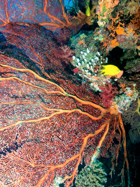 Fiji, Beqa lagoon