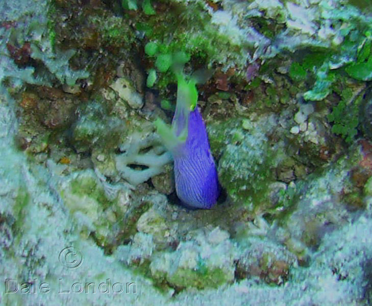 Fiji Blue Ribbon eel