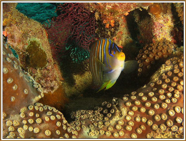 Fiji Dive Trip