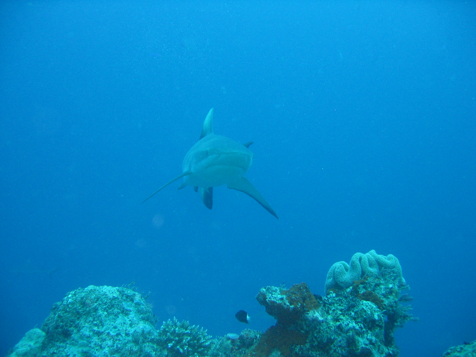 Fiji - Gray Reef Shark