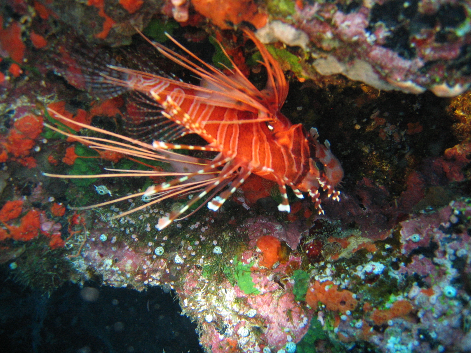 Fiji - Lionfish