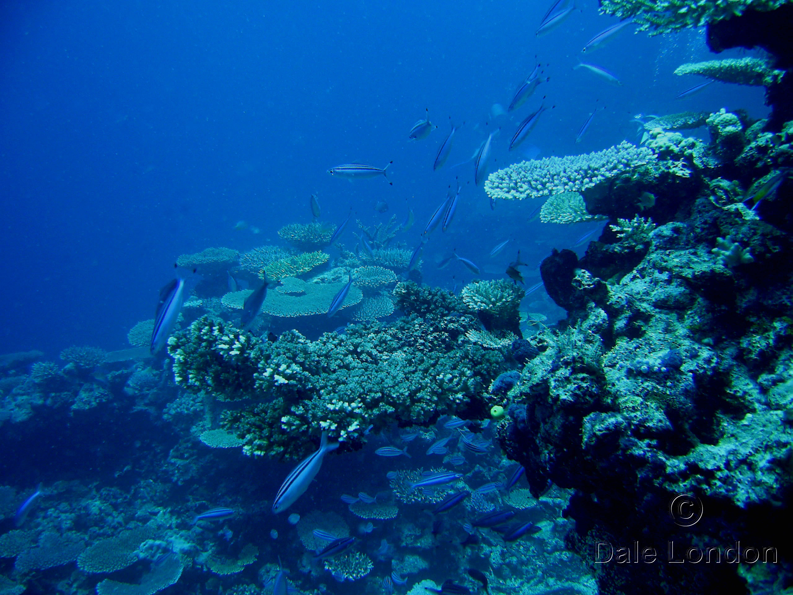 Fiji Qamea coral