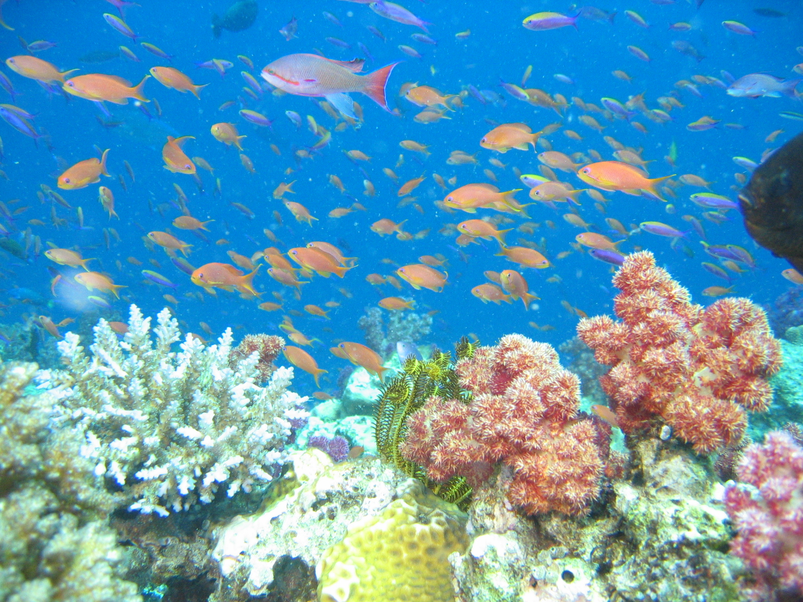 Fiji Reef