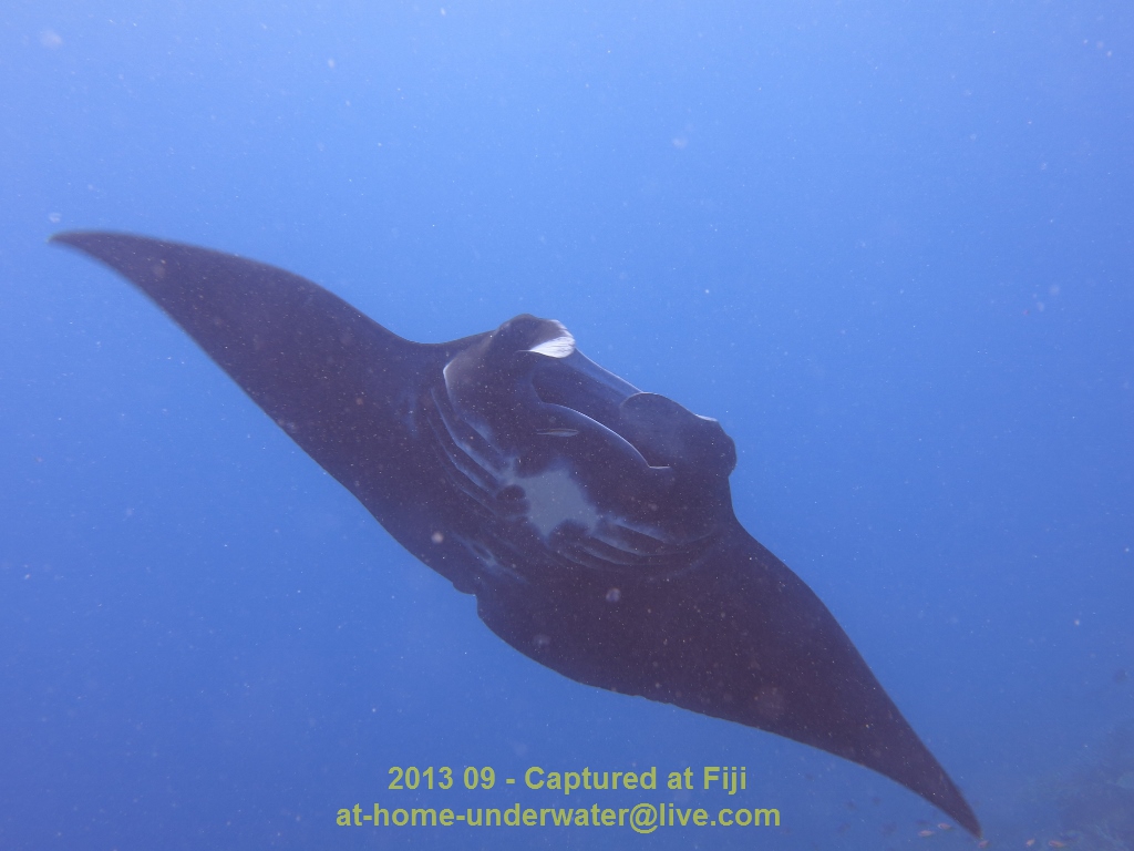 Fiji Sept 2013