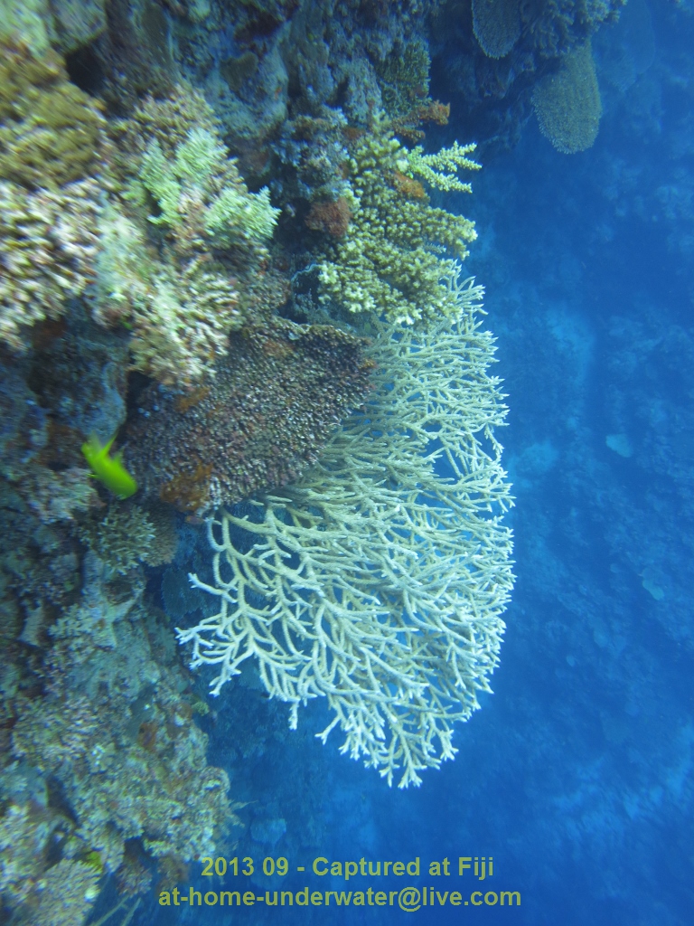 Fiji Sept 2013