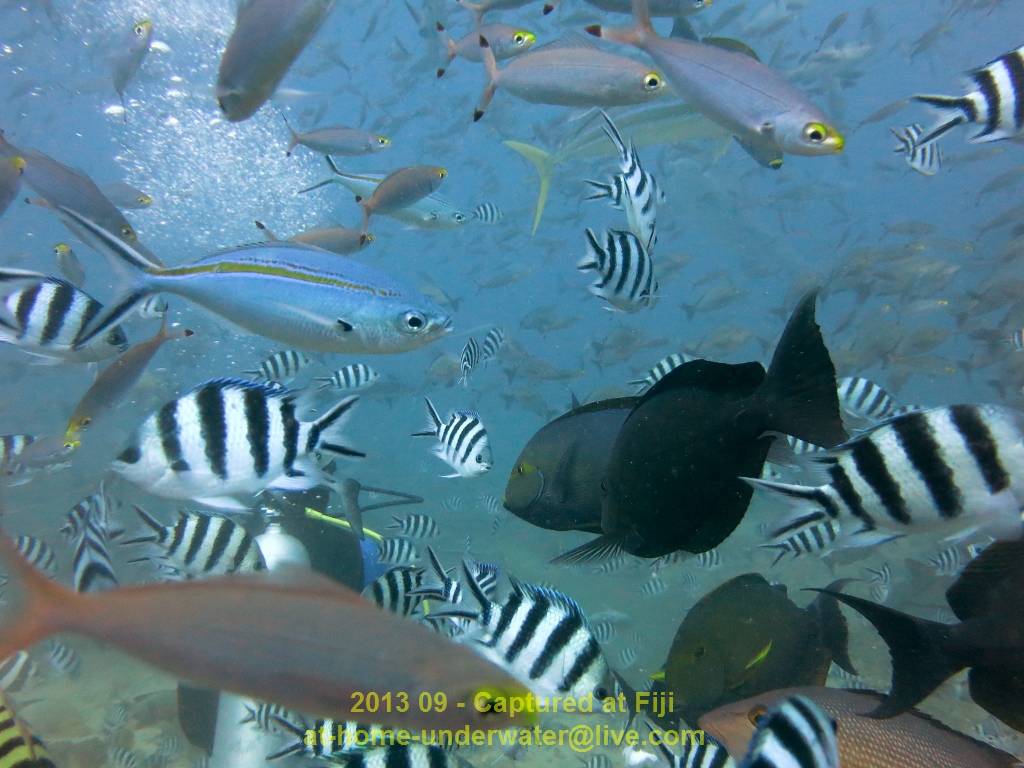 Fiji Sept 2013