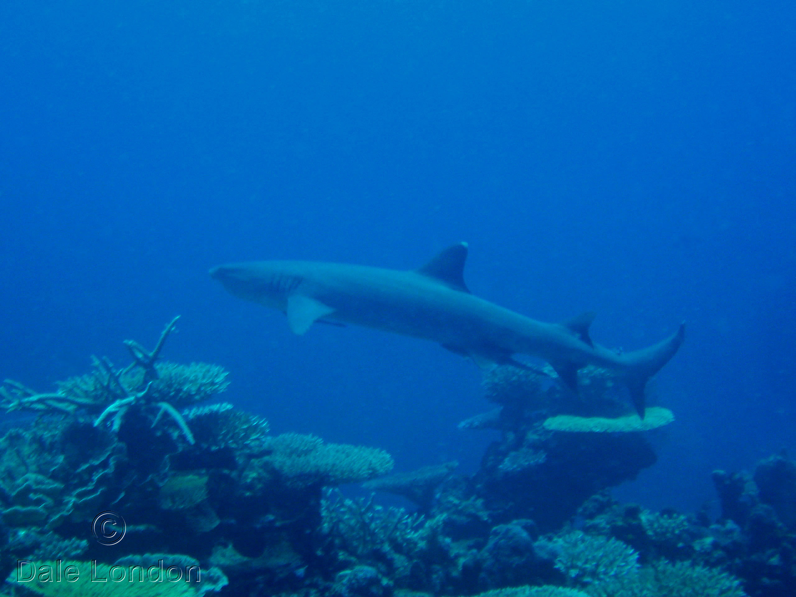 Fiji White tip reef shark