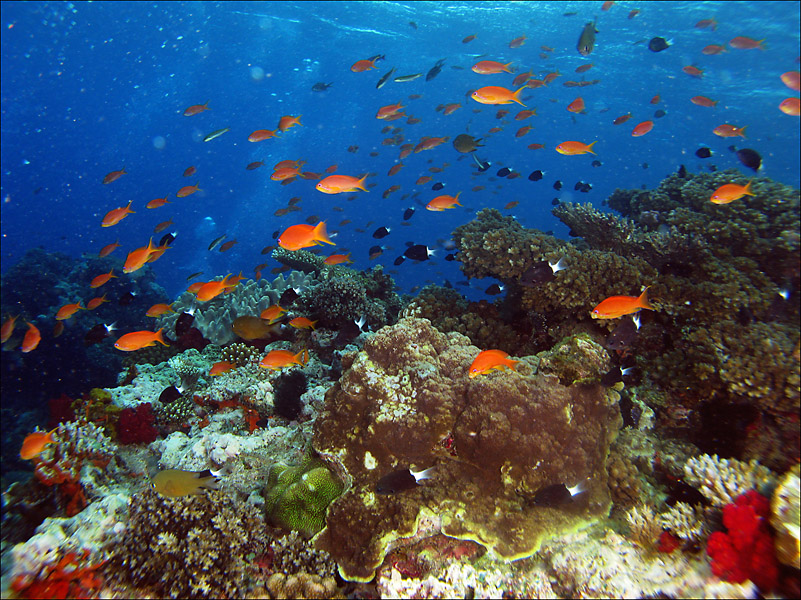 fiji_reef_fish