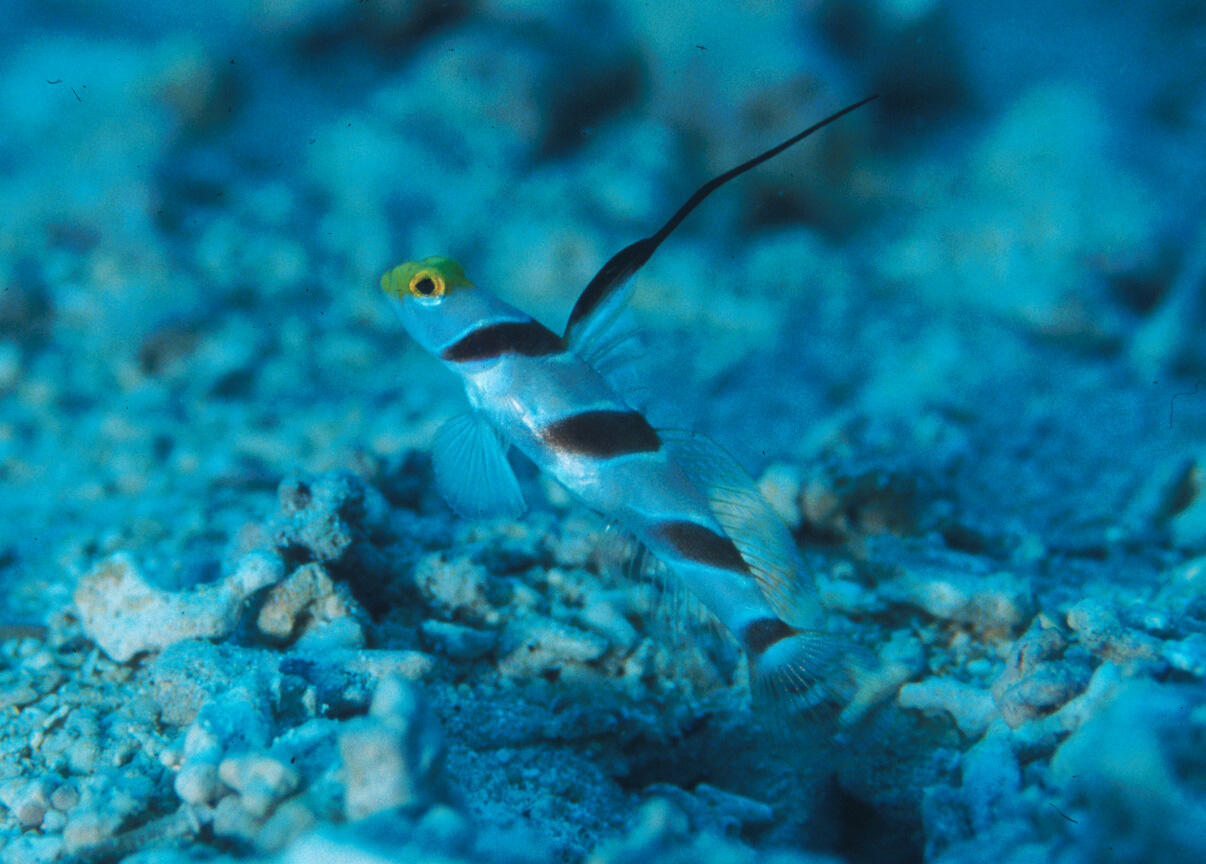 filament-finned shrimpgoby