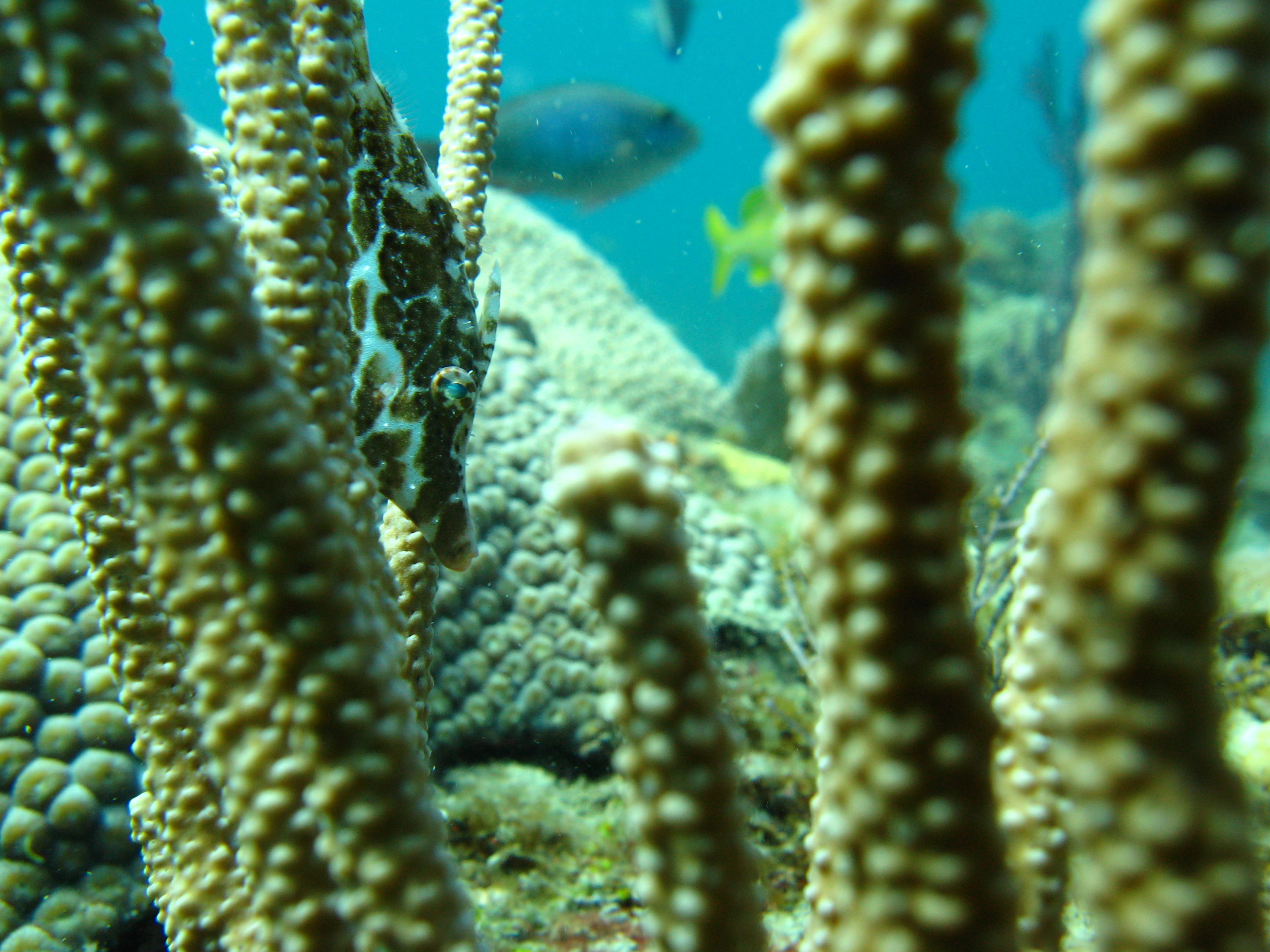 File_fish_hiding_in_Coral