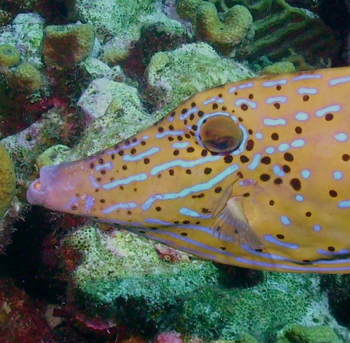 Filefish Face