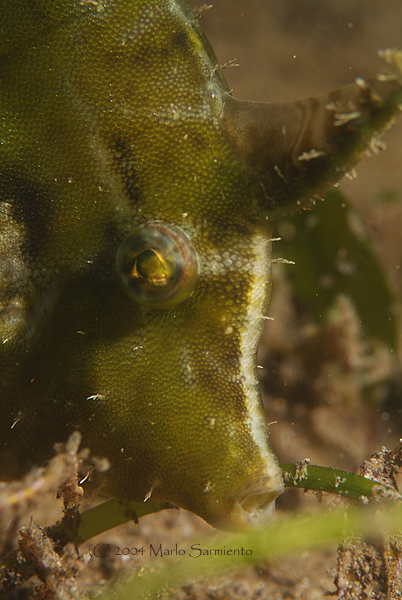 Filefish in Seagrass