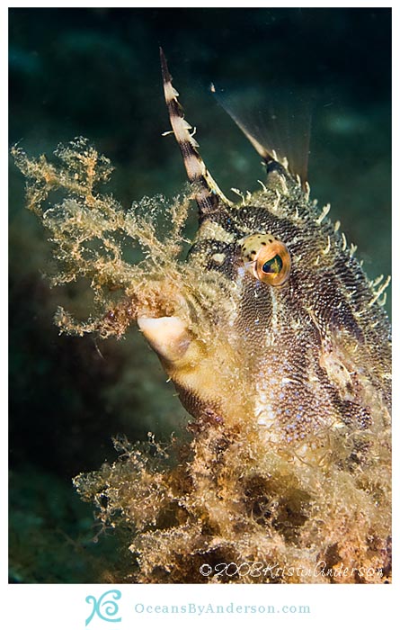 Filefish nesting