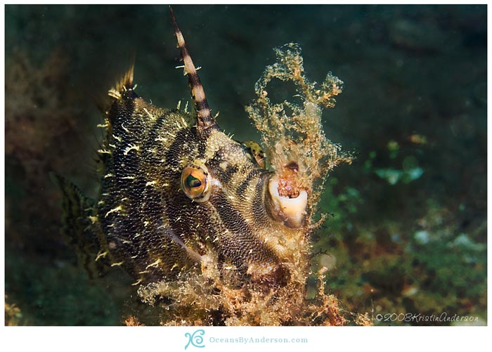 Filefish nesting