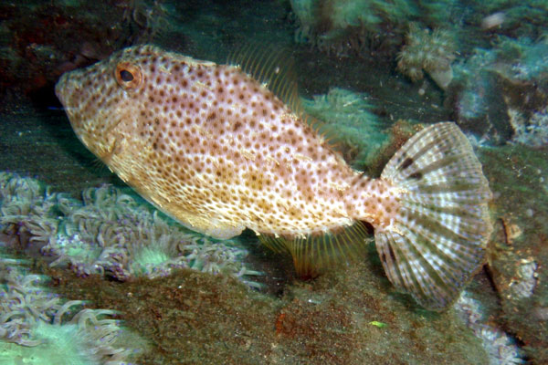 filefish off of NAD pier Lembeh