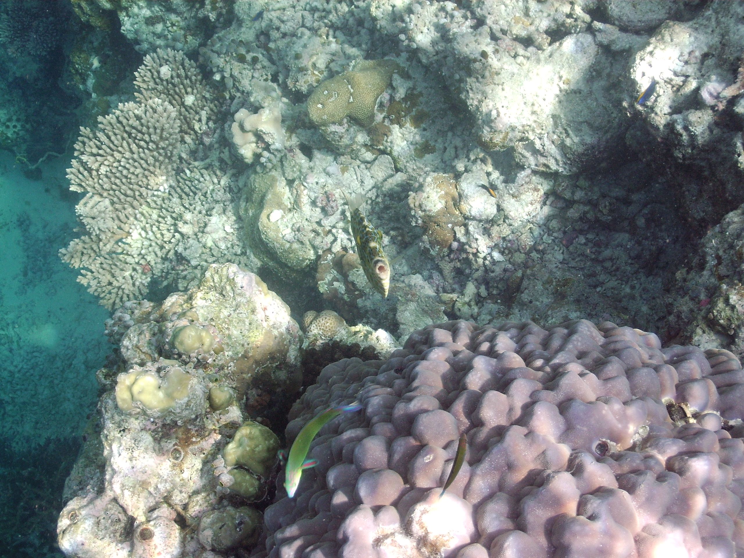 Filefish