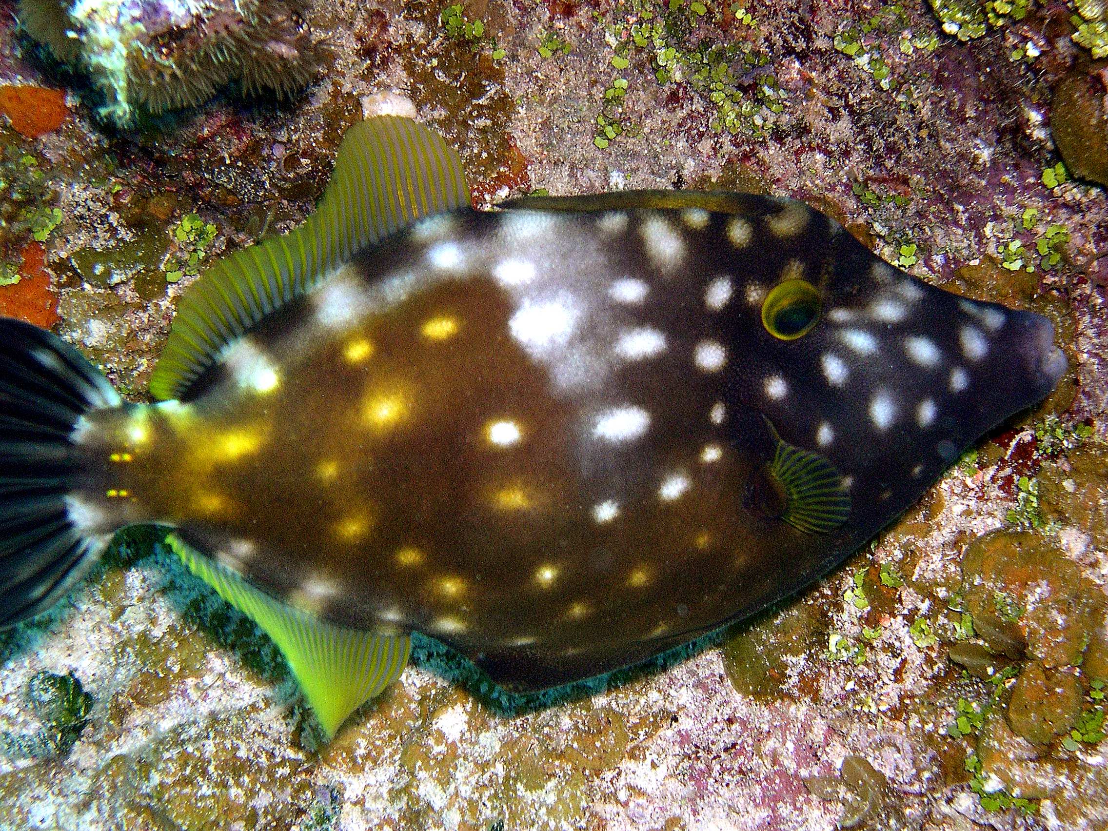 filefish