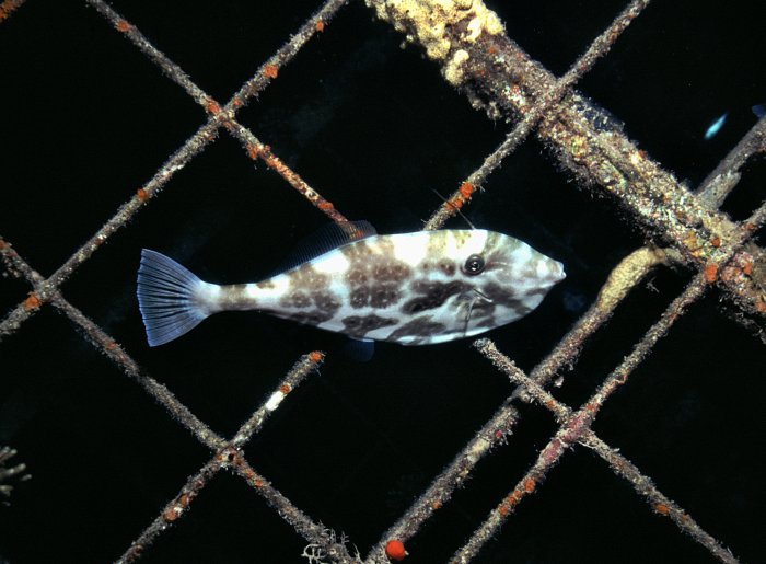 Filefish