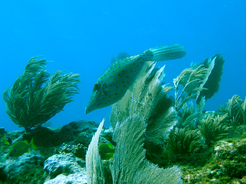 Filefish