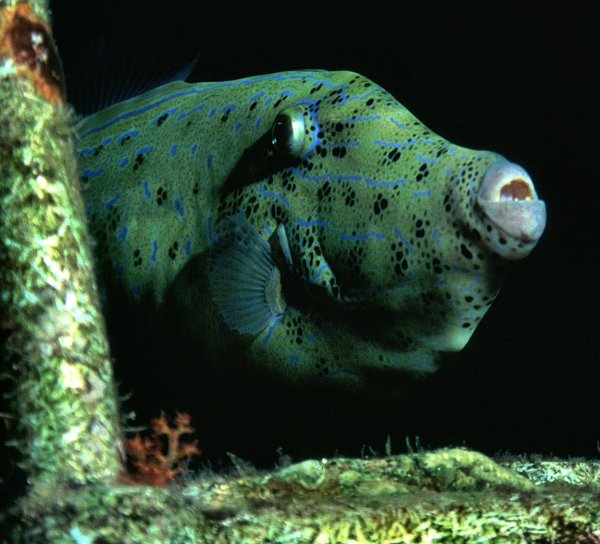Filefish