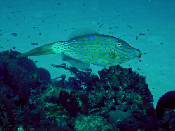 filefish