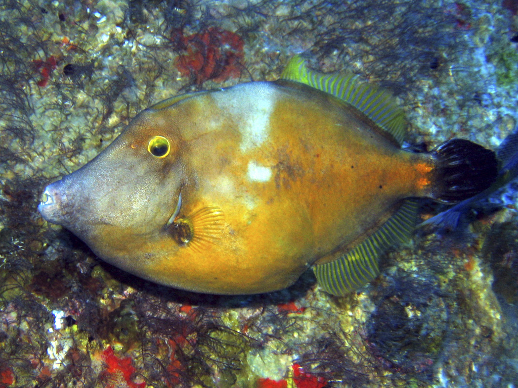 Filefish