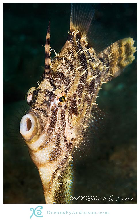 Filefish