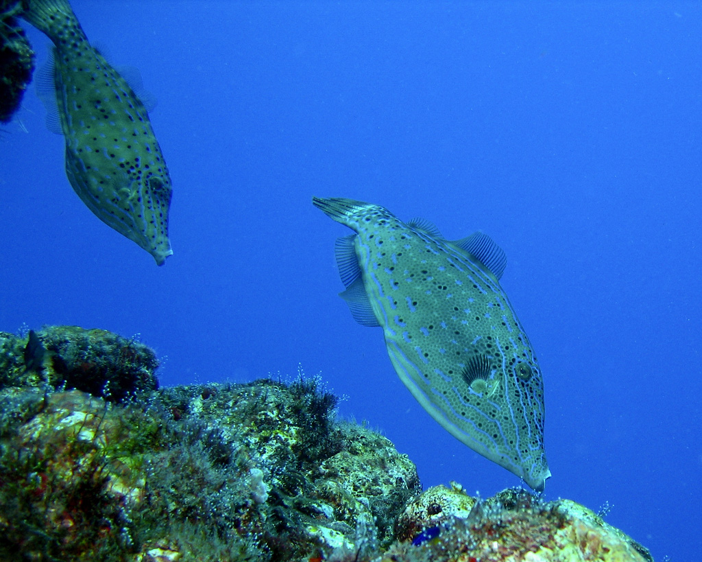 Filefish