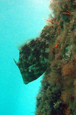 filefish10