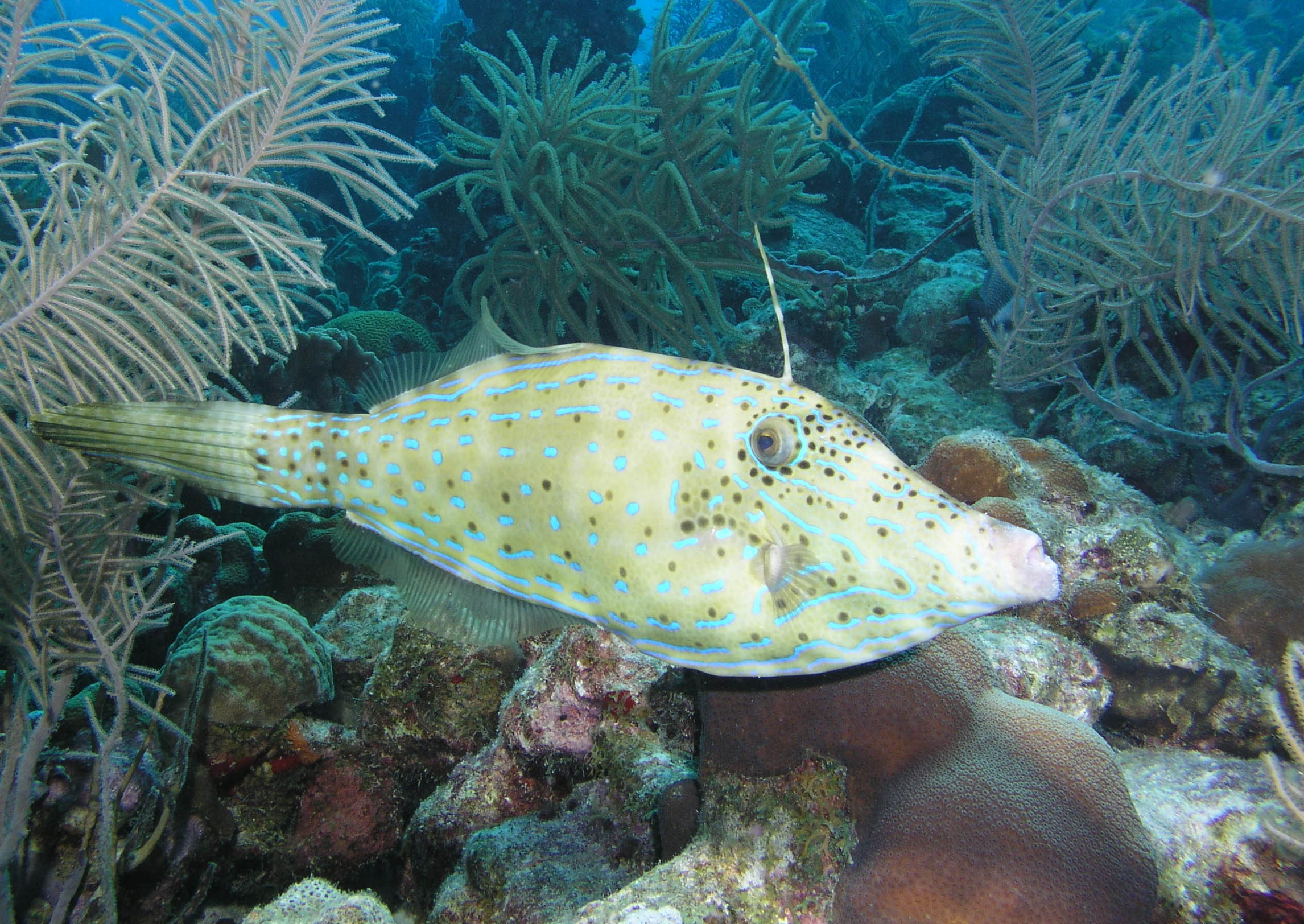 filefish21