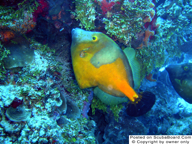 filefish_thumb