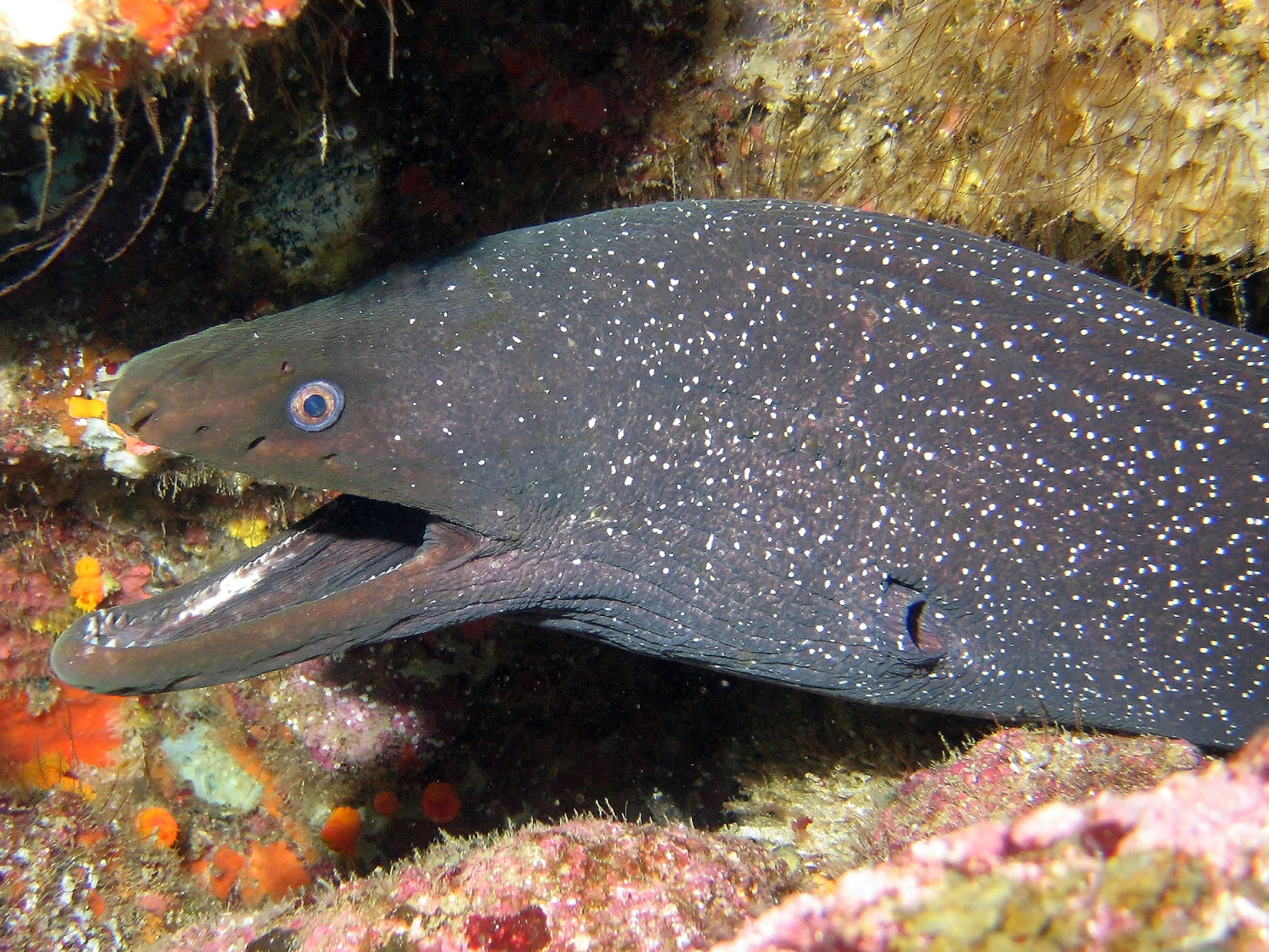 Fine Spotted Moray Eel