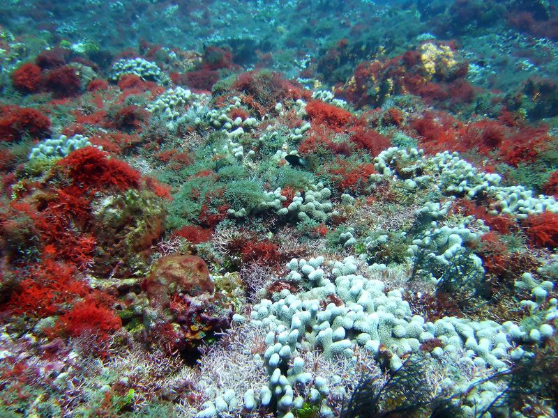 Finger Coral - San Juan