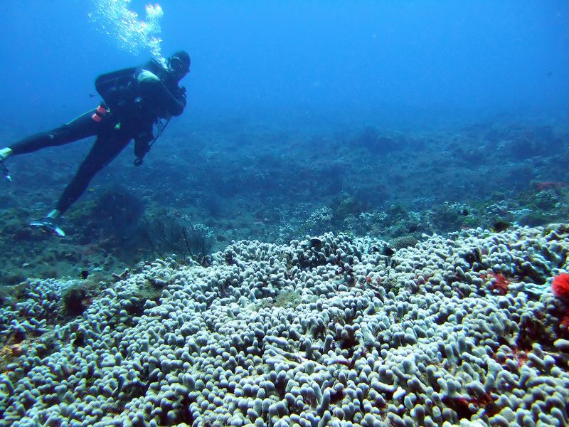 Finger Coral - San Juan