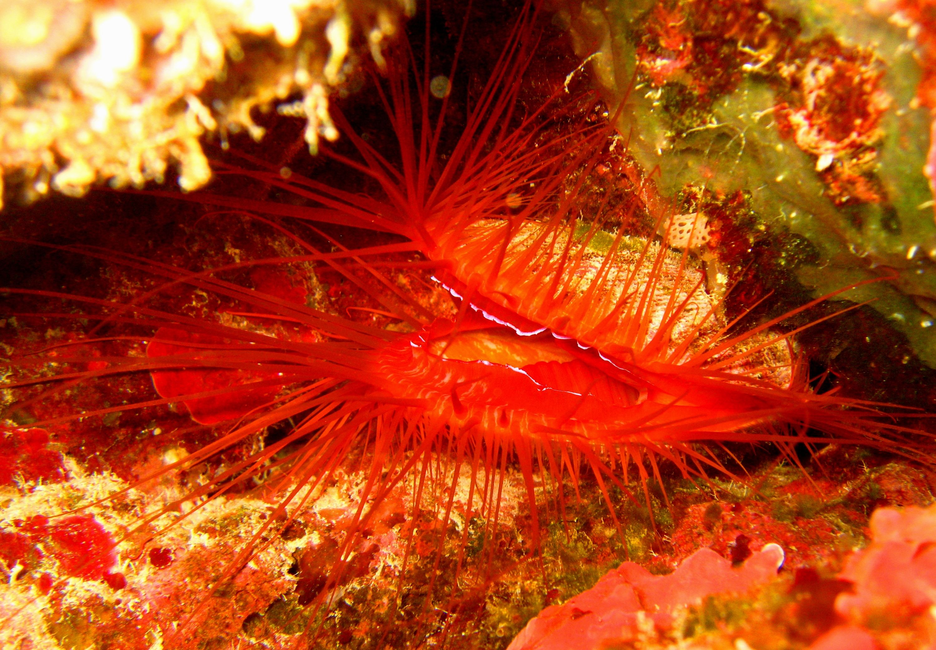 Fire Clam, rough lima