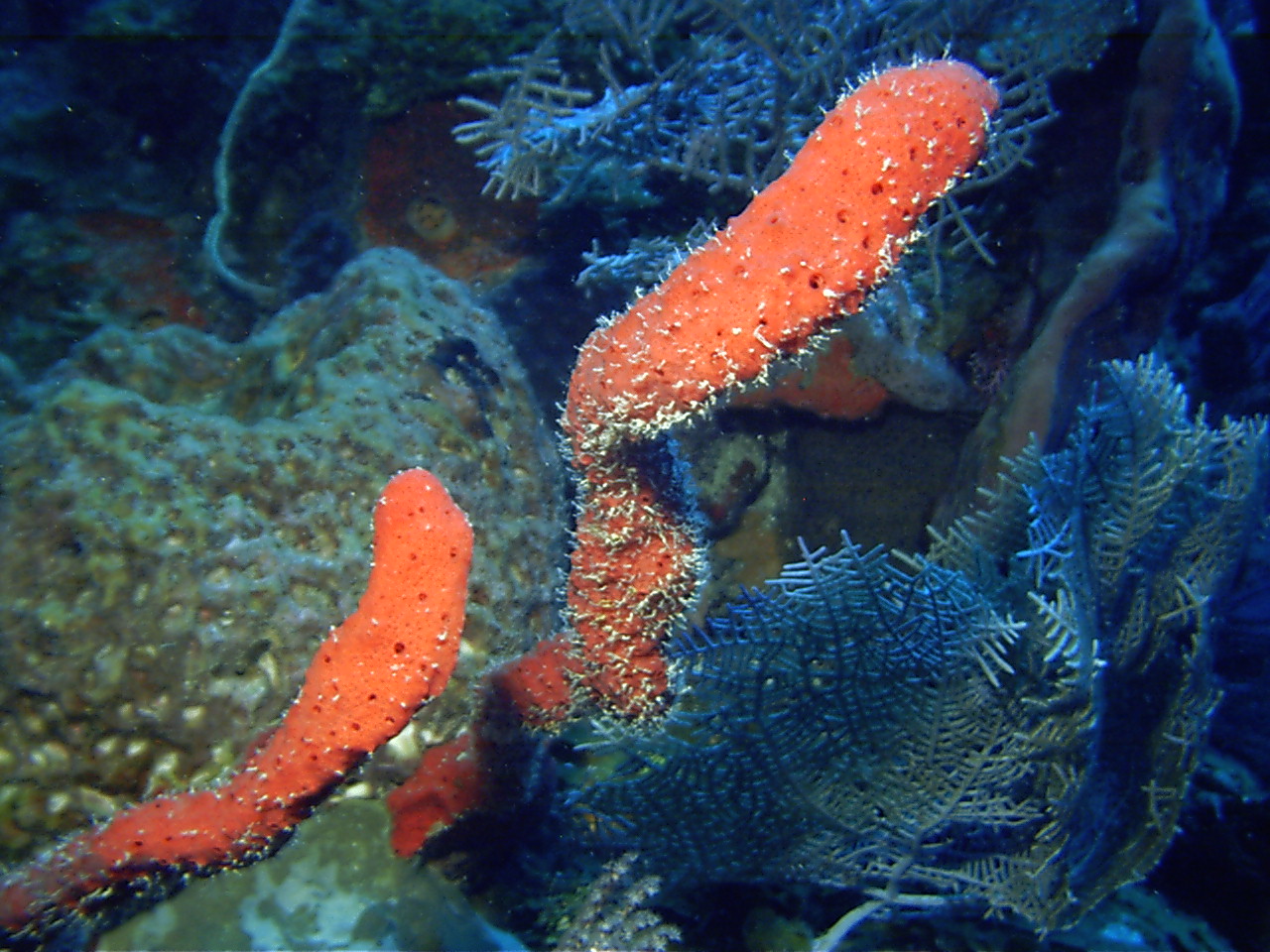 Fire Coral