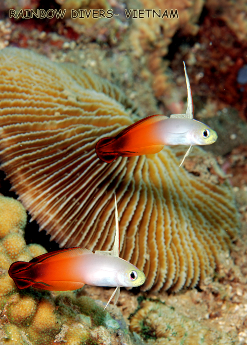 Fire Dart gobies in Nha Trang, Vietnam, Rainbow Divers, professional underw