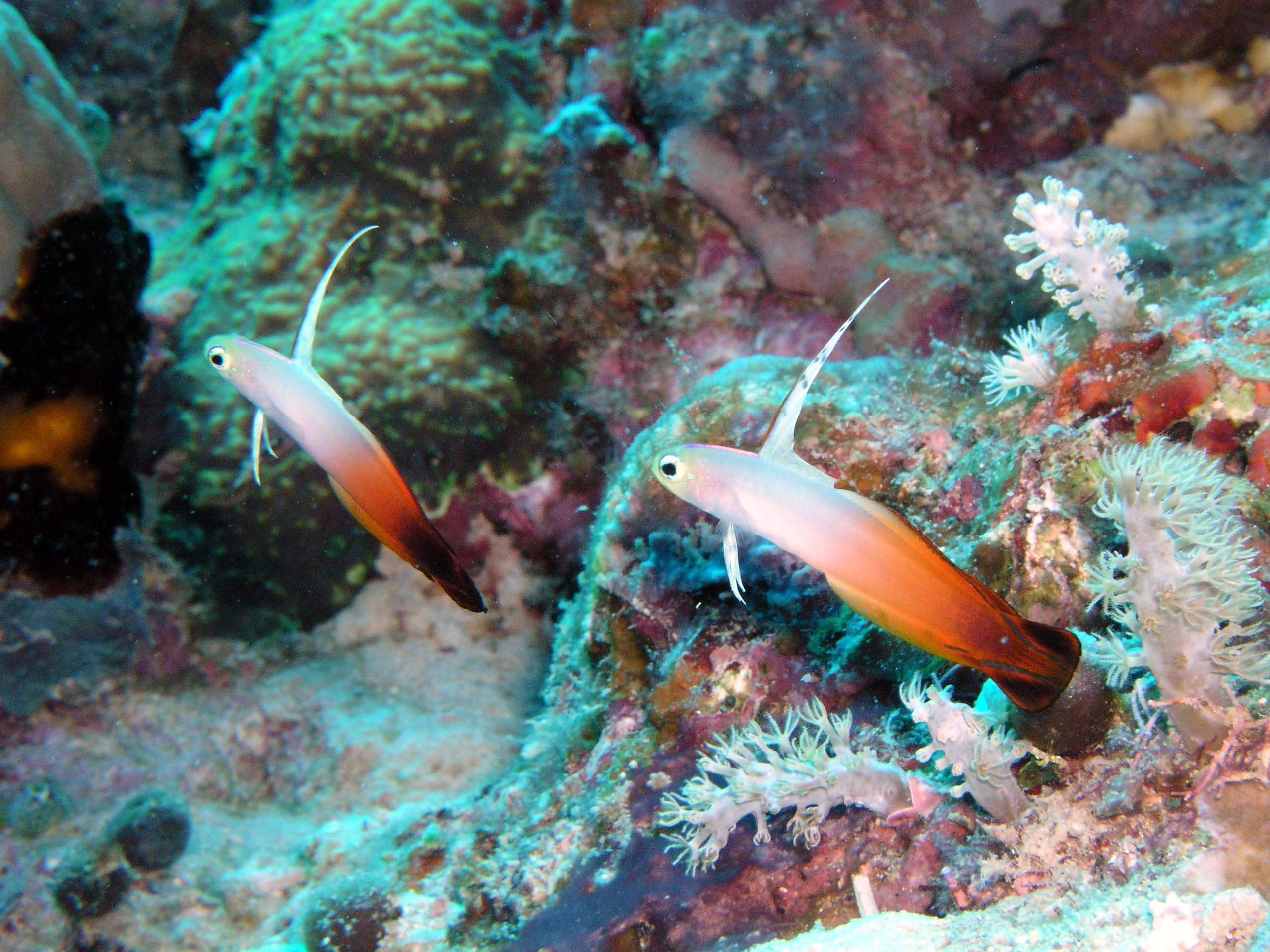 Fire Gobies