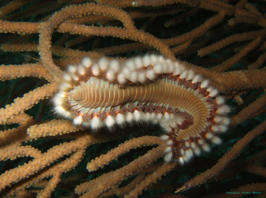 Fire Worm 01