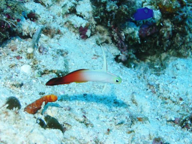 FIRE_DARTFISH