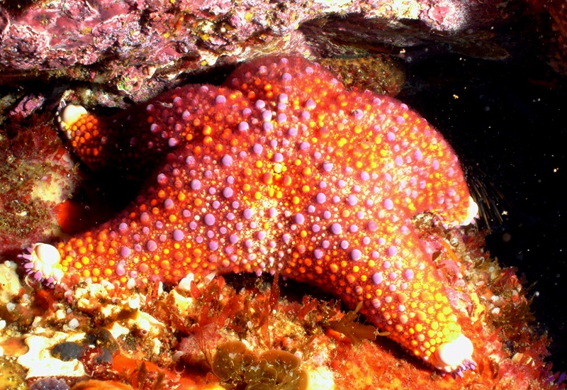 Firebrick Starfish