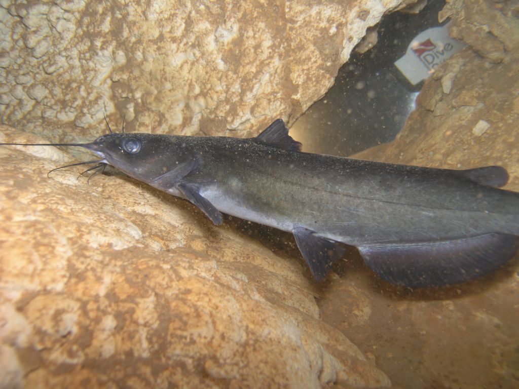 First catfish in the Bahamas caught on film -pic1-