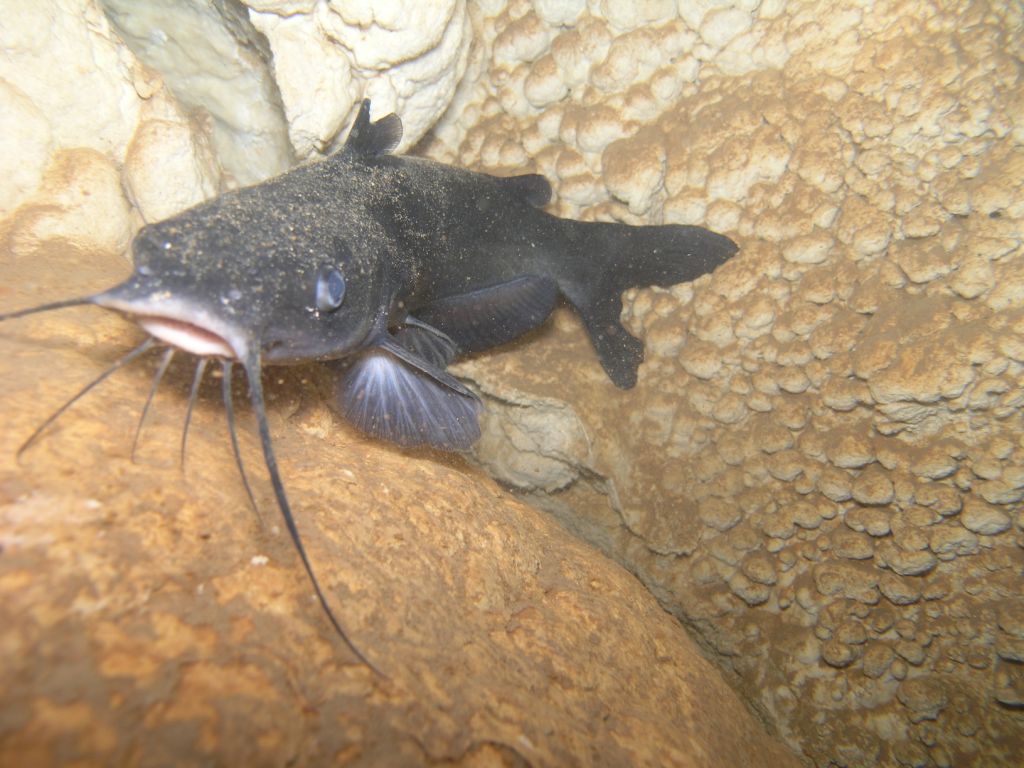 First catfish in the Bahamas caught on film -pic2-