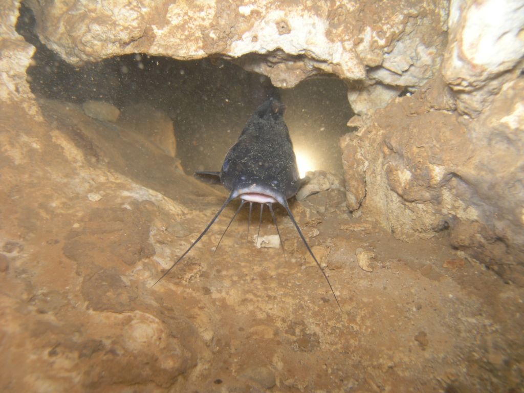 First catfish in the Bahamas caught on film -pic3-