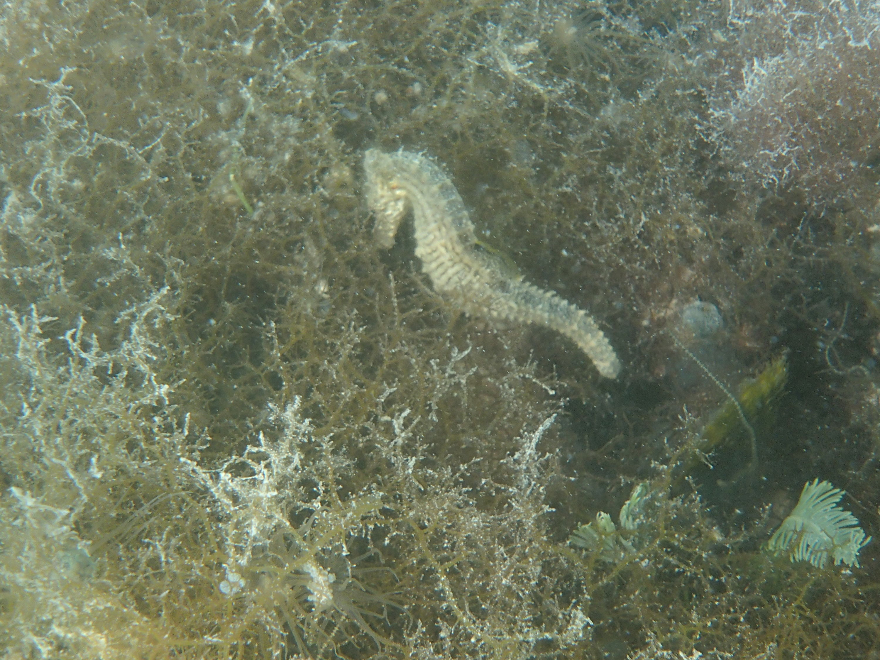 First Seahorse