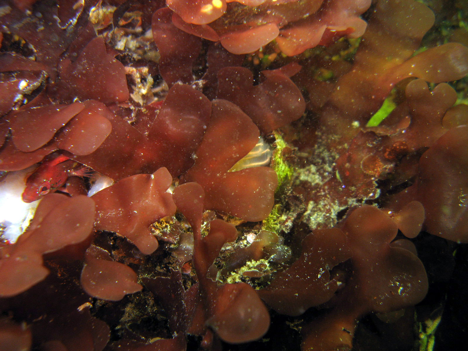 Fish and Tunicates?