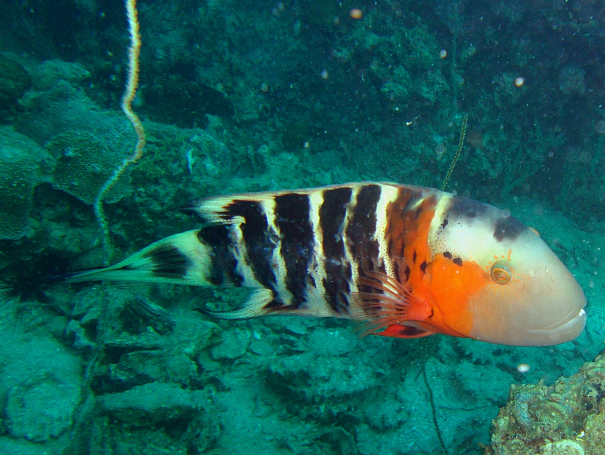 Fish at Koh Tao, Thailand