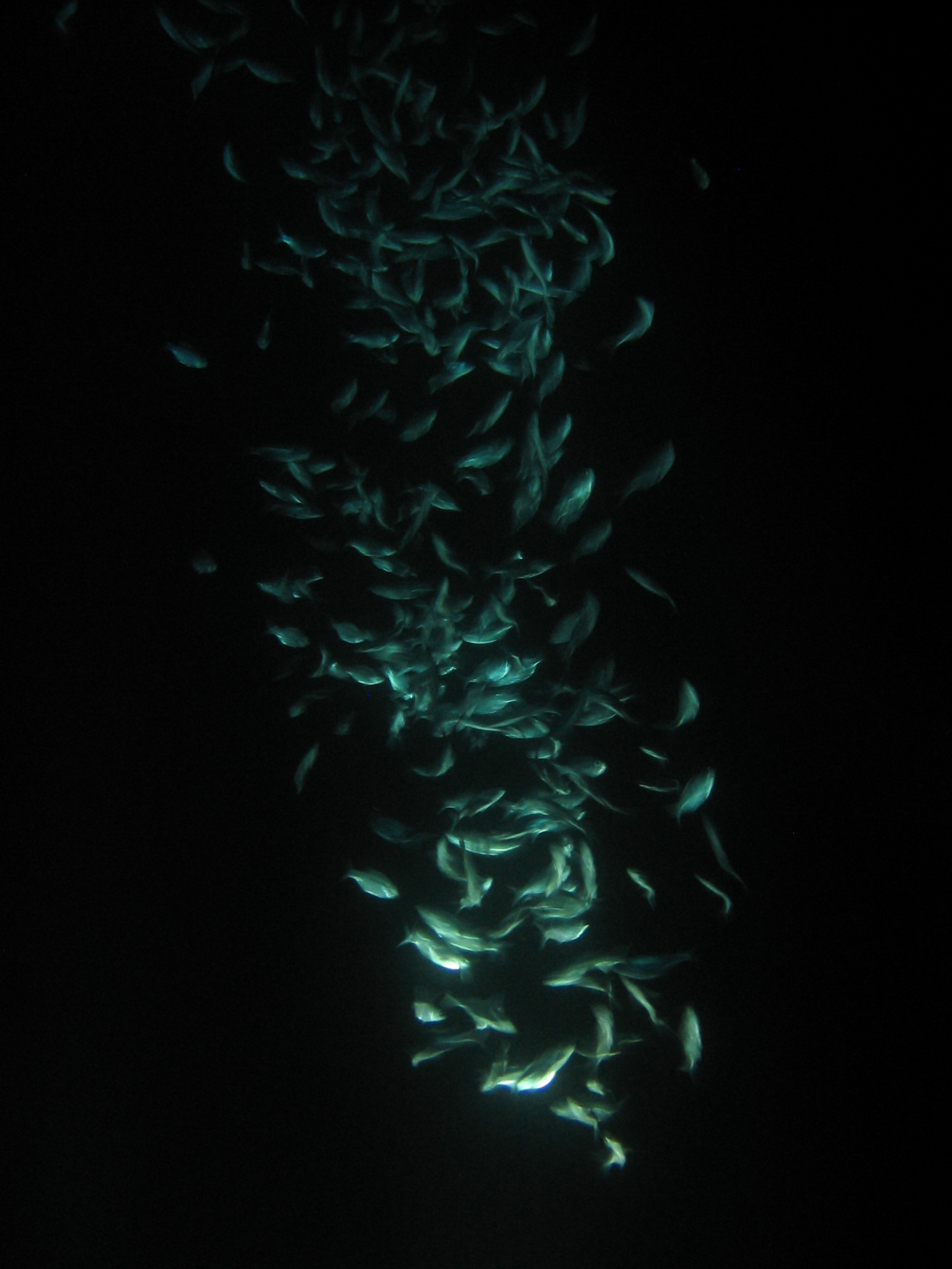 Fish Attracted to Light Forming Tornado