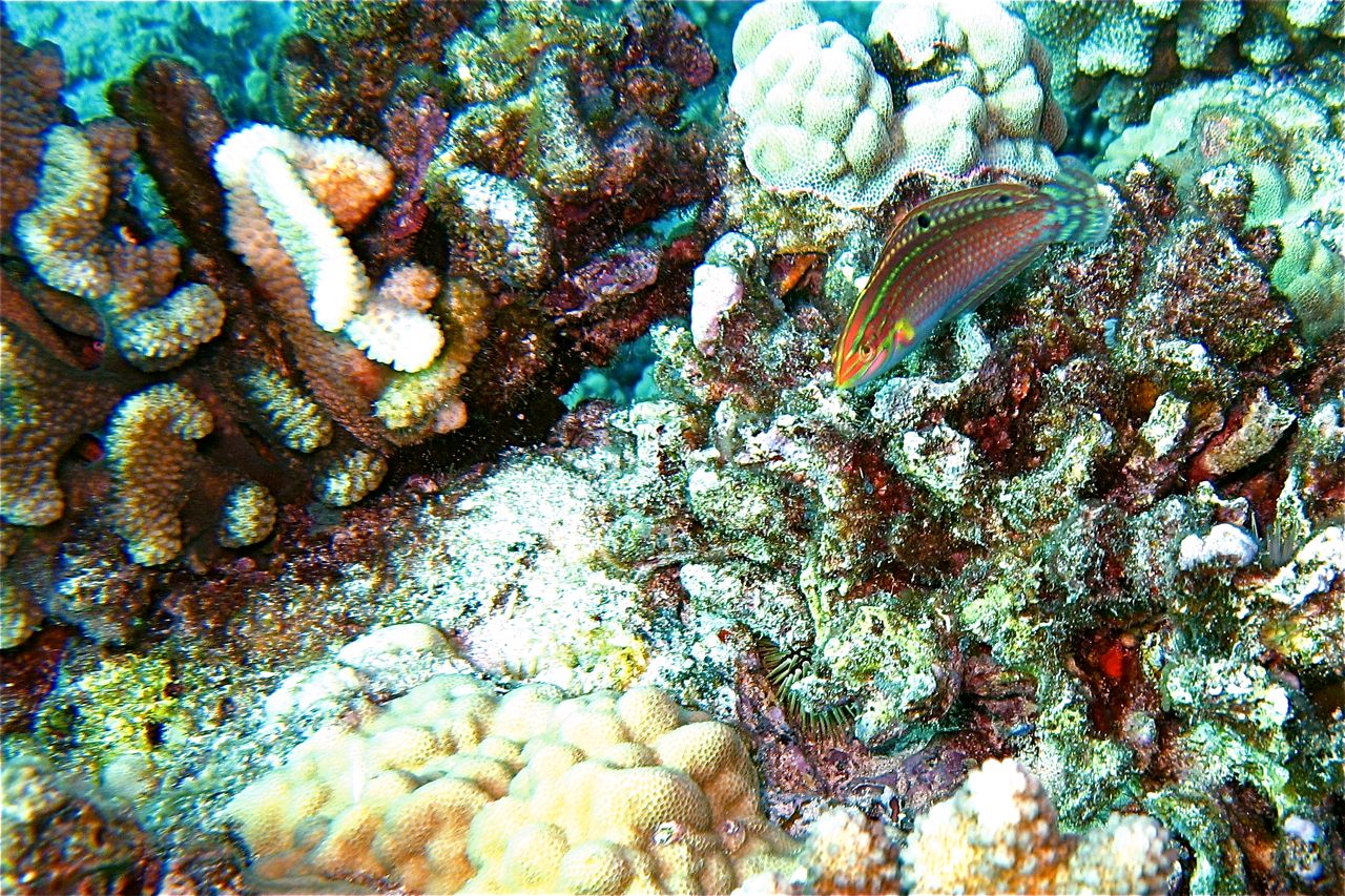 Fish & corals