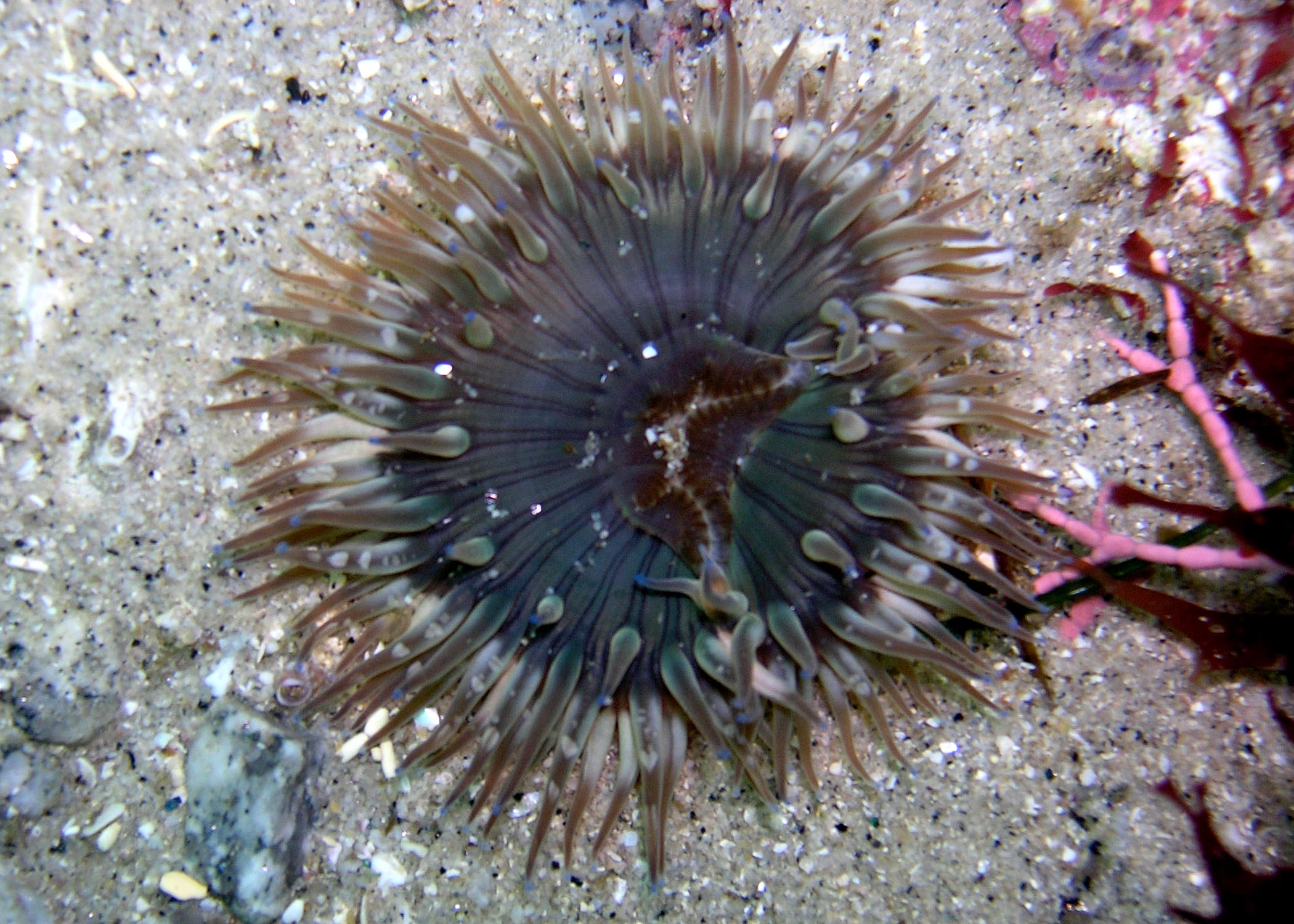 Fish eatin anemone